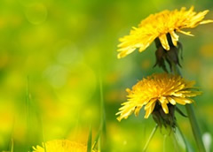 Taraxacum officinalis